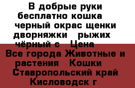 В добрые руки бесплатно,кошка,2.5черный окрас,щенки дворняжки,3 рыжих 1 чёрный,с › Цена ­ - - Все города Животные и растения » Кошки   . Ставропольский край,Кисловодск г.